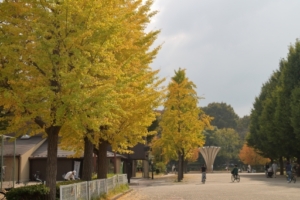 赤塚植物園+赤塚公園 23.11月中旬 紅葉など